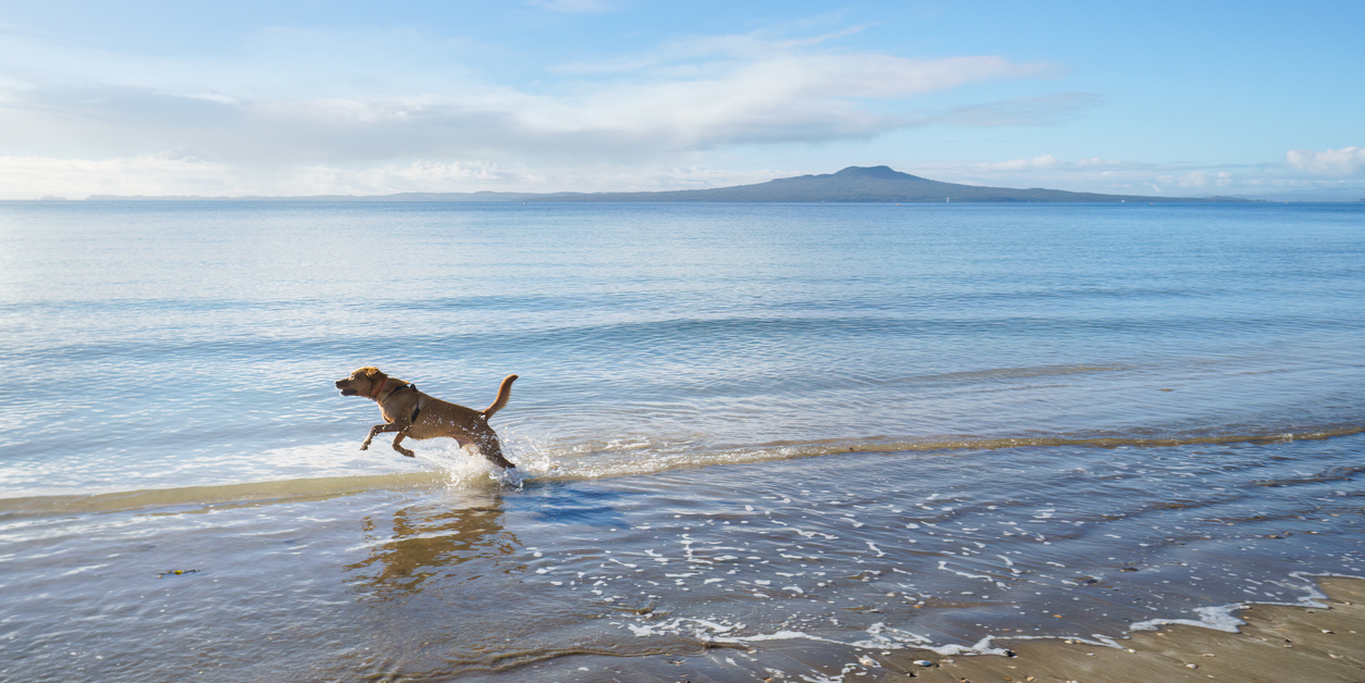 Featured image for “Key Insights on NZ’s Employment Market June 2025 Edition”